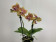 Phalaenopsis Little Sunny Splash (2 Rispen)