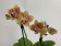 Phalaenopsis Little Sunny Splash (2 Rispen)