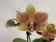 Phalaenopsis Little Sunny Splash (2 Rispen)