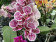 Phalaenopsis Little Zebra (4 Rispen)