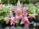 Phalaenopsis maculata x equestris