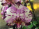 Phalaenopsis Magic Art