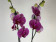 Phalaenopsis Magic Moments (2 Rispen)