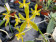 Phalaenopsis mannii 'flava' (Jgpfl.)