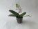 Phalaenopsis Miki mic parishii