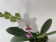 Phalaenopsis Miki mic parishii