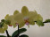 Phalaenopsis My Monroe 'Glamour' (2 Rispen)