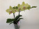 Phalaenopsis My Monroe 'Glamour' (2 Rispen)