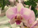 Phalaenopsis My Monroe 'Make Up'