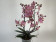 Phalaenopsis Odorion (2 Rispen)