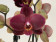 Phalaenopsis Ola (2 Rispen)