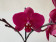 Phalaenopsis Parvarotti (2 Rispen)