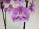 Phalaenopsis Pink 'Kizz' (2 Rispen)