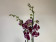 Phalaenopsis Pure 'Kizz' (2 Rispen)