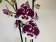 Phalaenopsis Pure 'Kizz' (2 Rispen)