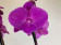 Phalaenopsis Purple 'Kizz' (2 Rispen)