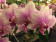 Phalaenopsis Rotterdam (3 Rispen)