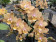 Phalaenopsis Scentsation (2-3 Rispen)