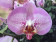 Phalaenopsis Sexy Pink