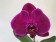 Phalaenopsis Big Singolo 'Fusa' (1 Blüte, inkl. Übertopf)
