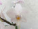 Phalaenopsis Snow Flake