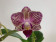 Phalaenopsis Sogo Mavis inkl. Übertopf (3-4 Rispen)