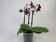 Phalaenopsis Sogo Relax (2 Rispenansätze)