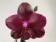 Phalaenopsis Sogo Relax (Knospe/Blüte)