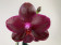 Phalaenopsis Sogo Relax (2 Rispen)