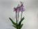 Phalaenopsis Spotted World (4 Rispen)