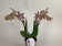Phalaenopsis Yaphon Pink Lady (3 Rispen)