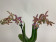 Phalaenopsis Yaphon Pink Lady (3 Rispen)