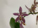 Phalaenopsis stuartiana puntatissima x mannii 'Dark' (2 Rispen)