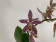 Phalaenopsis Yaphon Pink Lady (3 Rispen)