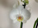 Phalaenopsis Tropic Snowball (4-5 Rispen)