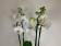 Phalaenopsis Tropic Snowball (4-5 Rispen)
