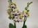 Phalaenopsis Vanilla Sky (2 Rispen)