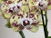 Phalaenopsis Vanilla Sky (2 Rispen)