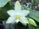 Phalaenopsis violacea 'alba'