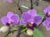 Phalaenopsis Violet Queen (2 Rispen)