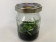 Phalaenopsis wilsonii (im sterilen Glas)