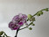 Phalaenopsis Winter 'Kizz' (2 Rispen)