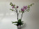 Phalaenopsis Winter 'Kizz' (2 Rispen)