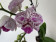 Phalaenopsis Winter 'Kizz' (2 Rispen)