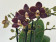 Phalaenopsis Sogo Banana Chocolate (3 Rispen)