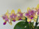 Phalaenopsis Biondoro 'Peloric' (1 Rispe)