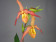 Phragmipedium Franz Glanz