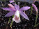 Pleione formosana