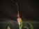 Restrepia dodsonii (in Blüte / Knospe)