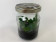 Sedirea japonica (im sterilen Glas)